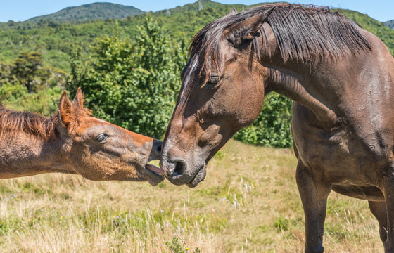 The young horse and his mother