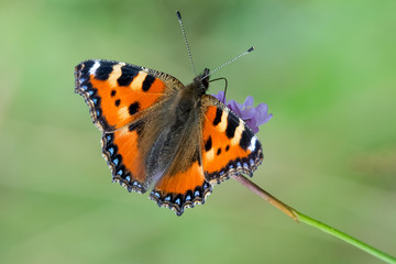 Kleiner Fuchs (Aglais urticae) auf einer Blüte