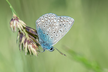 Hauhechel-Bläuling (Polyommatus icarus) Bläulinge auf Gräser Blüte