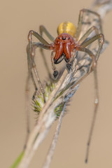 Ammen-Dornfinger (Cheiracanthium punctorium) Männchen