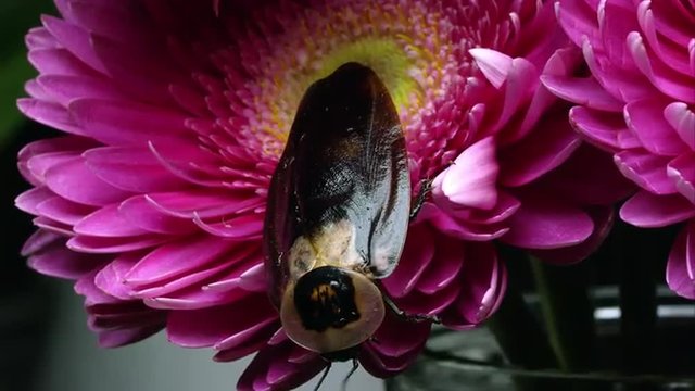 Tight shot of a Death's Head Cockroach crawling on pink flower.