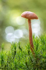 Pilz Helmling (Mycena) im Moos des Waldes