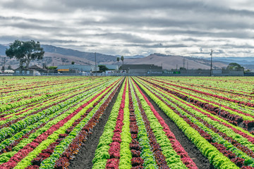 Colorful fields of lettuce, including green, red and purple varieties, grow in rows in the Salinas...