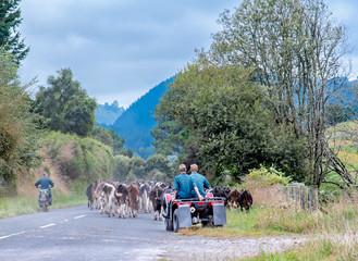 Farmers riding on cart and motorbike chasing cows