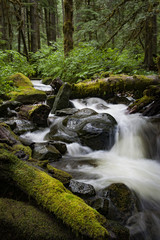 Naklejka na ściany i meble Rainforest Creek. Wells Creek is located near Nooksack Falls and is carpeted with moss and vibrant green ferns with cedar and fir trees lining the water. 