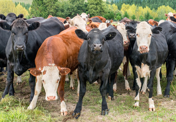Closeup of cows looking the camera
