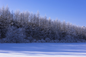 阿寒国立公園の霧氷の朝