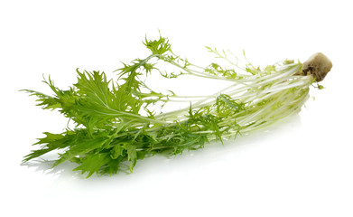 Mizuna, Japanese water vegetable or potherb mustard on white bac