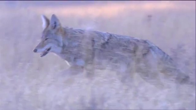 A coyote hunts in tall grass.