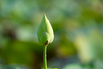 Obraz na płótnie Canvas White lotus flower with green leaf background