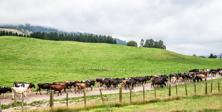 A herd of cattle on road going home
