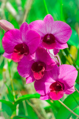 orchid