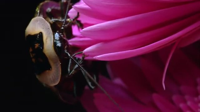 Extreme tight shot of a Death's Head Cockroach crawling on the edge of a pink flower.
