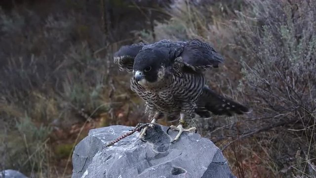 Tethered peregrine falcon perched on a rock.
