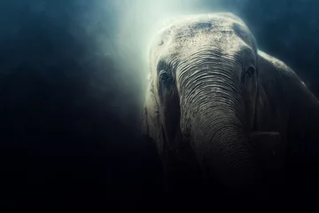 Fototapete Rund Fotomanipulation eines wilden Elefanten in Sri Lanka © eranda
