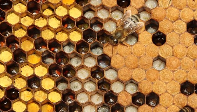 Honeycombs are developing larvae of bees &ndash; future generation of beneficial insects.