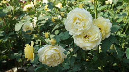 white roses close up. Background.