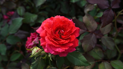 Red roses close up. Background.