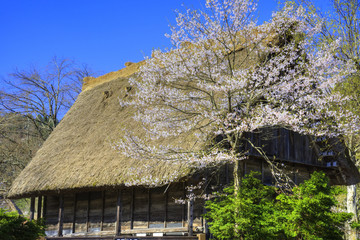 白川郷と桜
