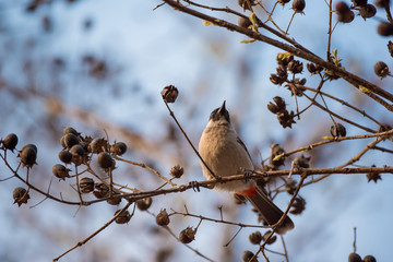 Perched Red-vented Bulbul Pycnonotus cafer at Taksin Maharach National Park ,Thailand