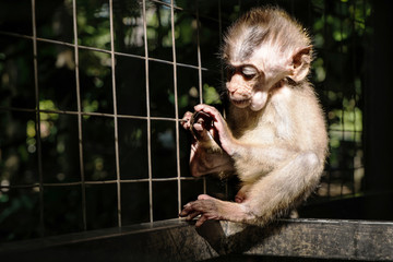 Little monkey in cage, selective focus, with dark dramatic environmanet