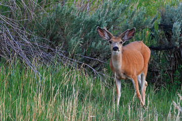 Young Mule Deer Buck in Velvet near Meteetse Wyoming