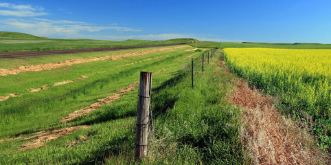 North Dakota Prairie Canola Farmfield