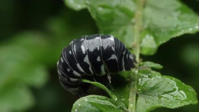 Black and white spotted pill bug on a leaf.