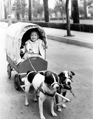Girl in covered wagon pulled by dogs 
