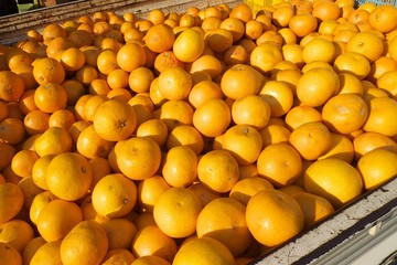 A truckfull of zamboas and oranges