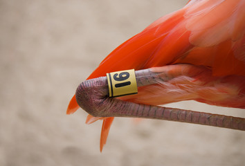 Flamingo bird leg tagging program closeup showing a tag on the leg with a number 91 on it for tracking the bird and caring for it © Michael O'Keene