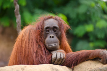 Closeup portrait of a beautiful young orangutan primate smiling as it rests in the forest