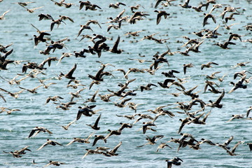 カモの集団飛翔