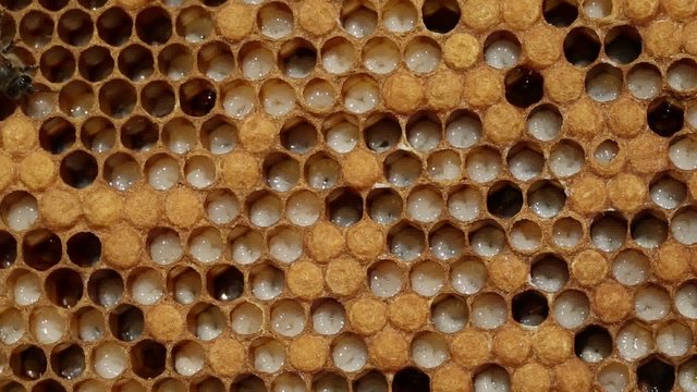 Larvae of bees.
Honeycombs are developing larvae of bees – future generation of beneficial insects.