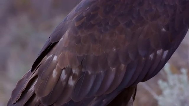 Tight shot of golden eagle's head. Tilt down to body and feathers.
