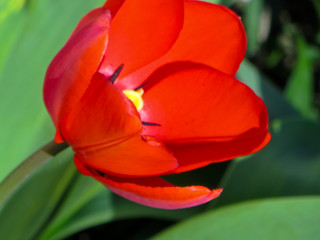 Fototapeta premium Red tulip