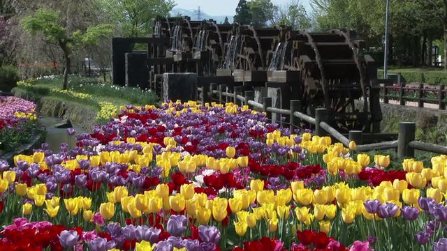 水車とチューリップの花壇