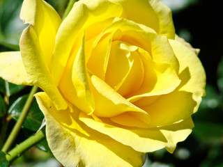 Yellow rose