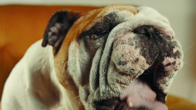 English Bulldog yawn