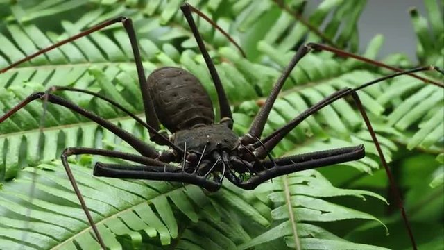 Close up of a Bates's Giant Whip spider on a fern leaf.