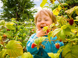 Picking up raspberries