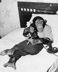 Szympans siedzi w łóżku na telefonie i pali cygaro - 104455501