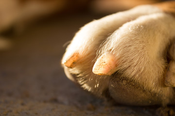 photo white dog paw closeup
