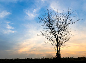 Fototapeta na wymiar Silhouette Dry Tree On Sky Background