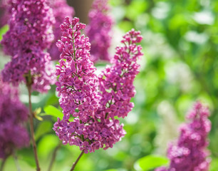 Blooming lilac flowers in the garden.