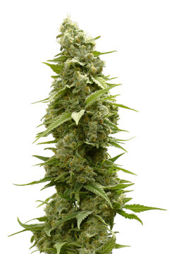Long Marijuana Bud on Top of Cannabis Plant Isolated by White Background