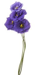 eustoma