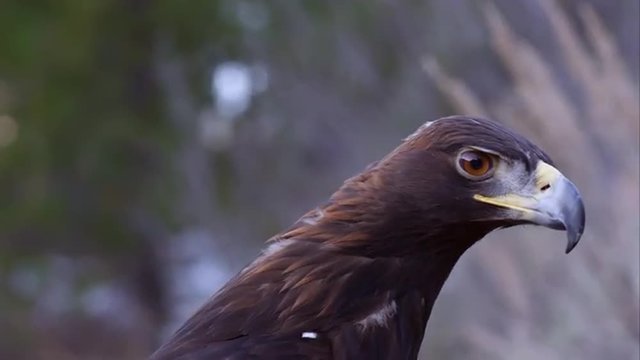 Tight shot of golden eagle taking off.