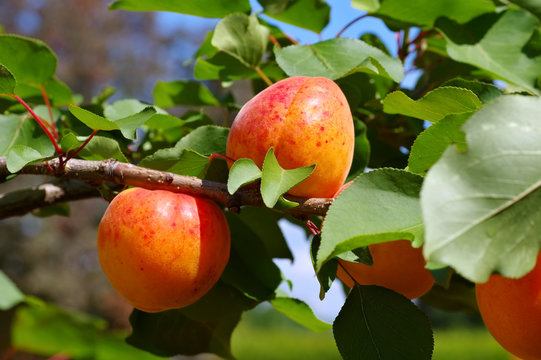 Aprikose am Baum - apricot on the tree