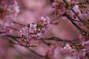 Obraz premium 河津桜